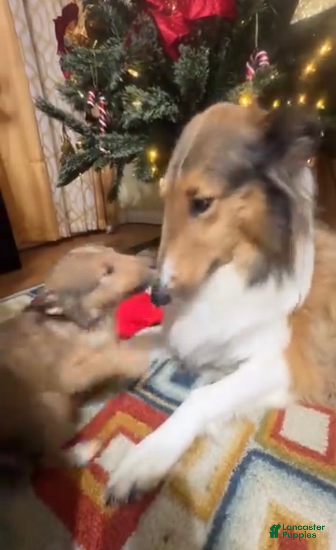 Collie dogs for sale: Collie Puppy 1 - Ad 4