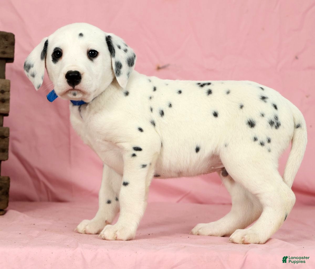Dalmatian dogs Brock - Ad 2