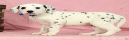 Dalmatian dogs for sale: Brock - Ad 2