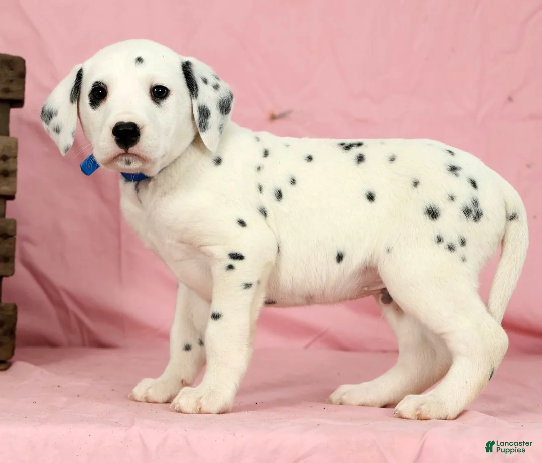 Dalmatian dogs for sale: Brock - Ad 2