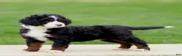 Bernedoodle dogs for sale: Eliana - Ad 1