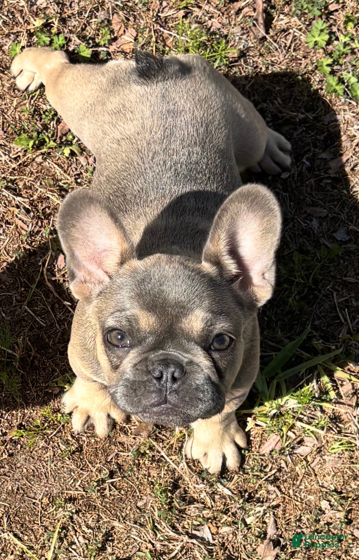 French Bulldog dogs Forest - Ad 1