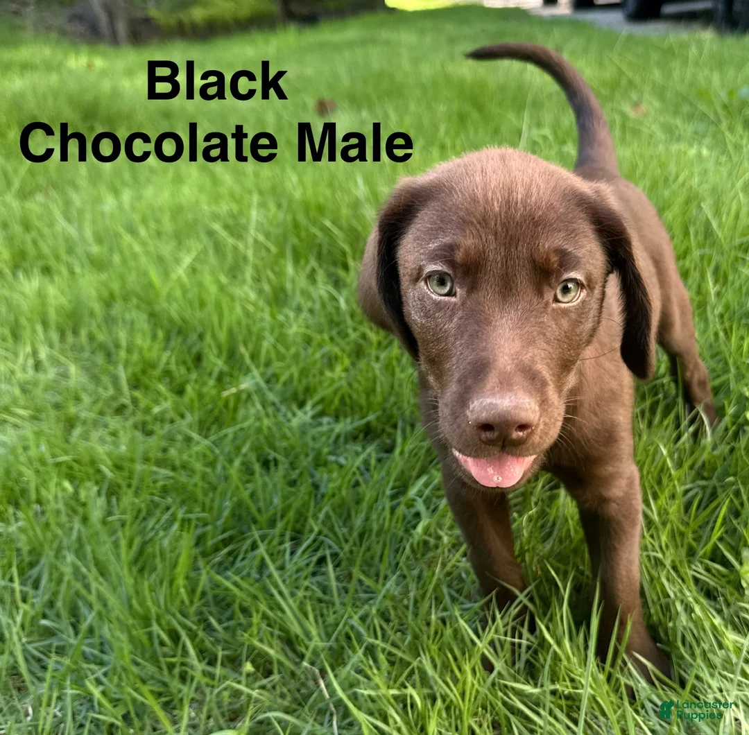 Labrador Retriever dogs for sale: Black - Ad 2