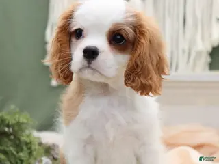 Cavalier King Charles Spaniel dogs Mack - Ad 34