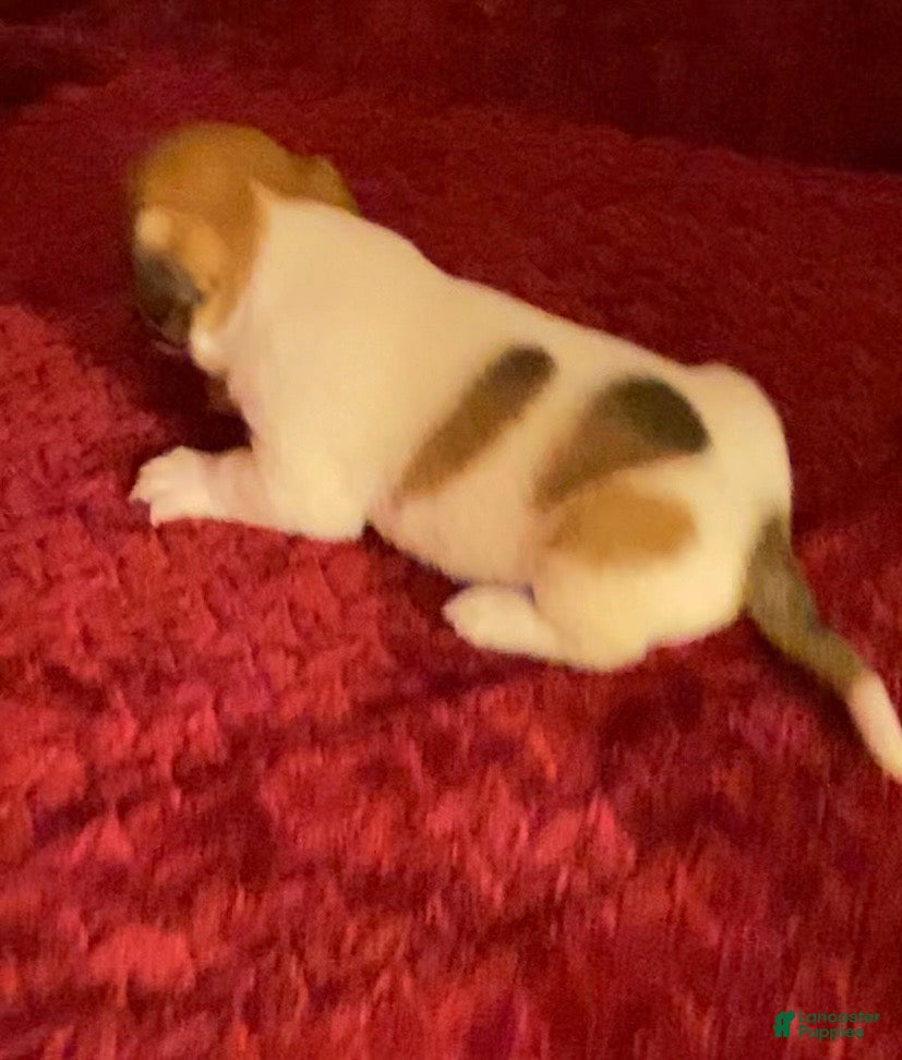 Jack Russell Terrier dogs Jack Russell Terrier Puppy 7 - Ad 2