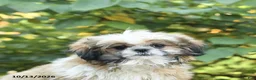 Shih Tzu dogs for sale: Benji - Ad 5