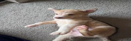 Pitsky dogs for sale: Peena - Ad 10