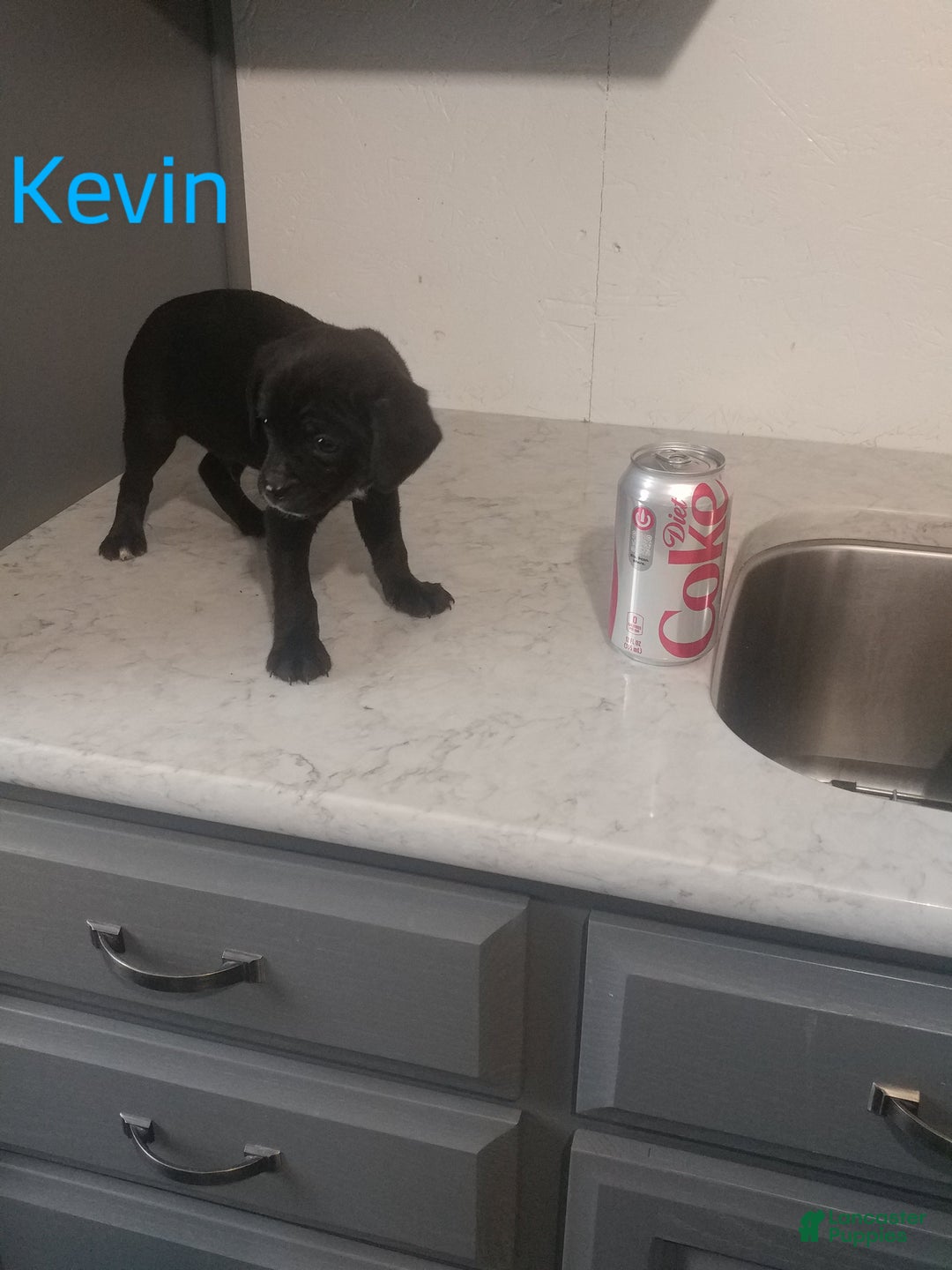 Mixed Breed dogs for sale: Kevin - Ad 3