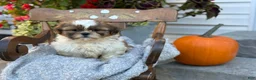 Shih Tzu dogs for sale: Sailor - Ad 9