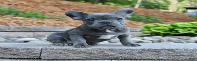Frank 
