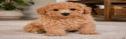 Miniature Poodle dogs for sale: milo - Ad 7