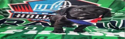 Mixed Breed dogs for sale: Officer Bronco - Ad 2