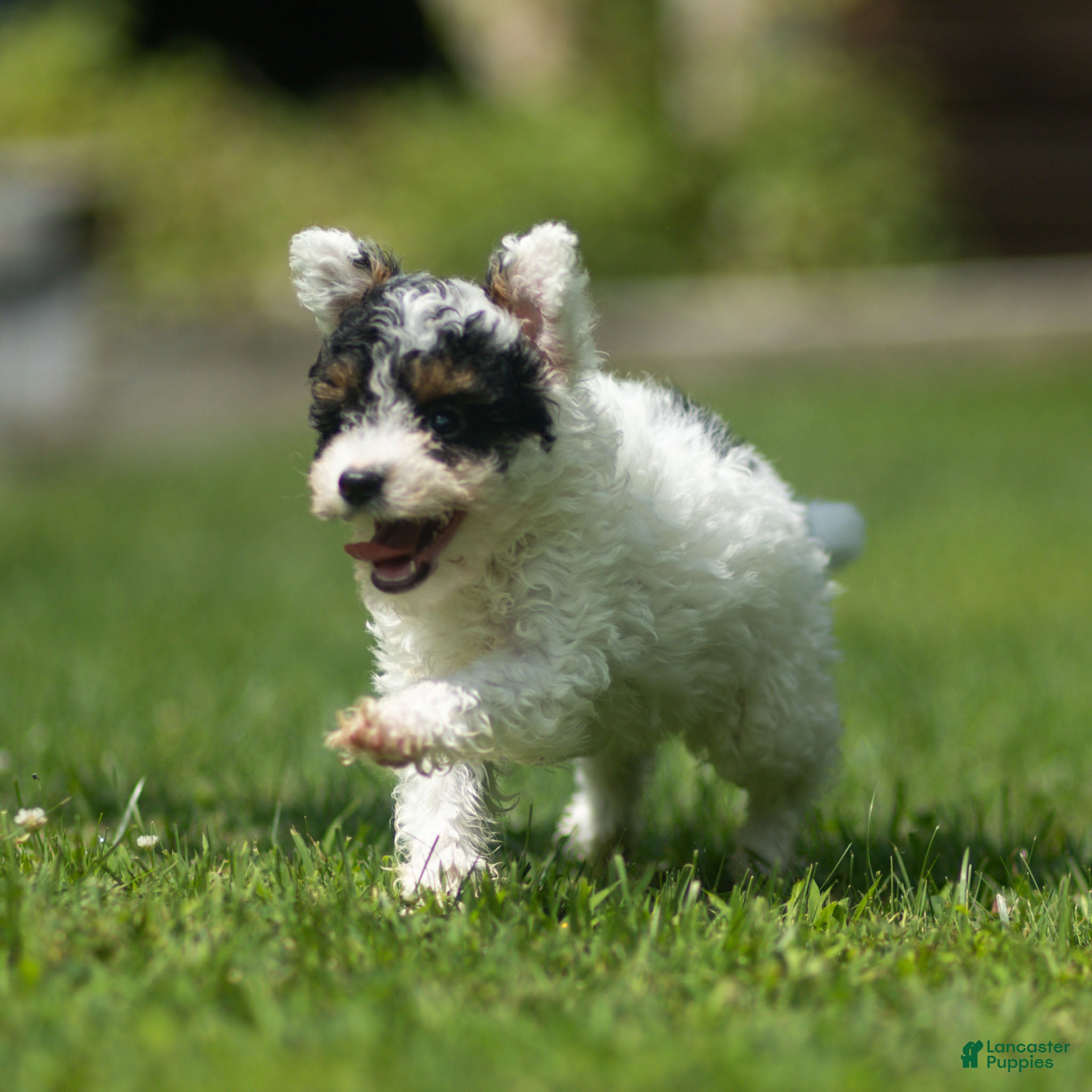 Miniature Poodle dogs Sparky Miniature Poodle  - Ad 2