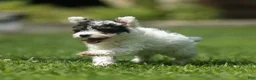 Miniature Poodle dogs for sale: Sparky Miniature Poodle  - Ad 6
