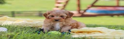 Yorkiepoo dogs for sale: Asher - Ad 8