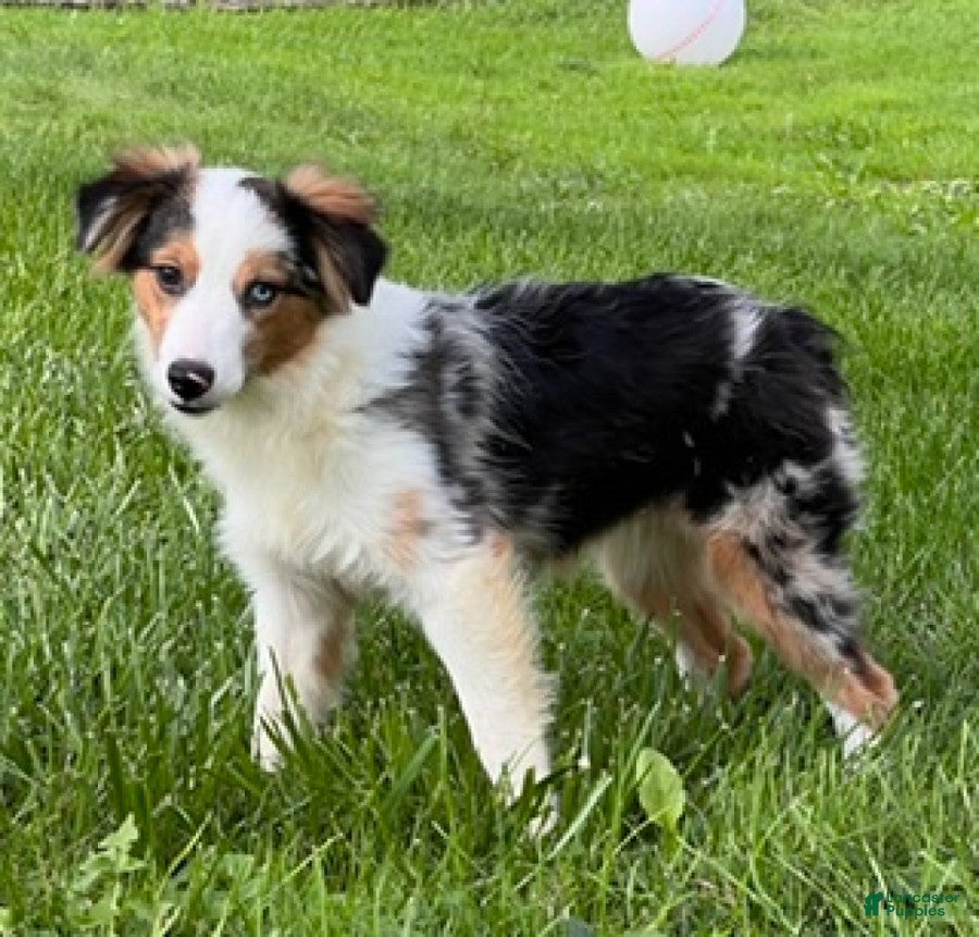 Miniature Australian Shepherd dogs Hadassah - Ad 2