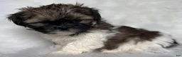 Shih Tzu dogs for sale: Lucy - Ad 3