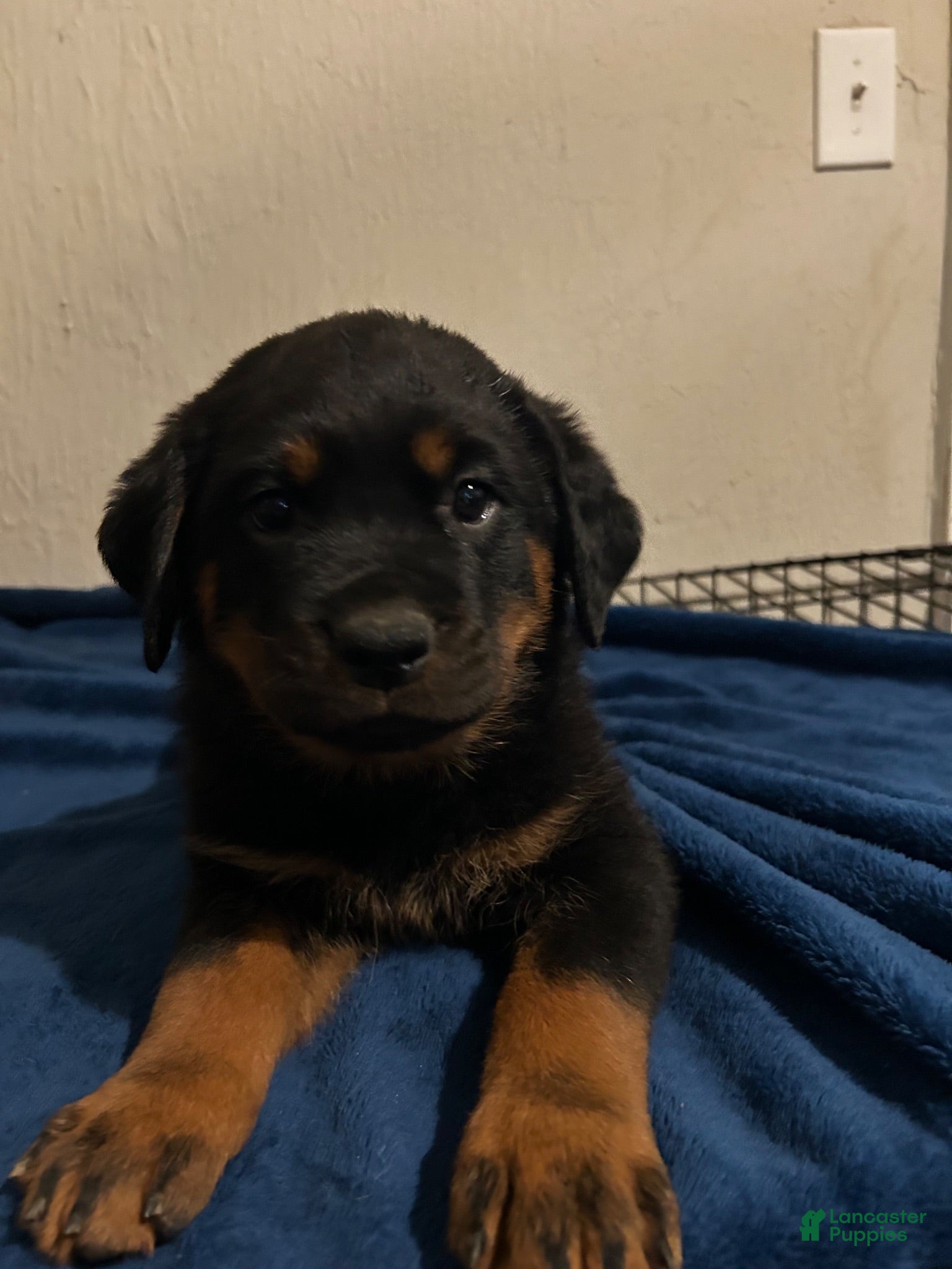 Rottweiler dogs Luna (green) - Ad 2