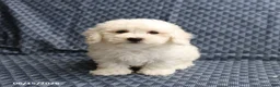 Bichon Frise dogs for sale: Barky - Ad 4