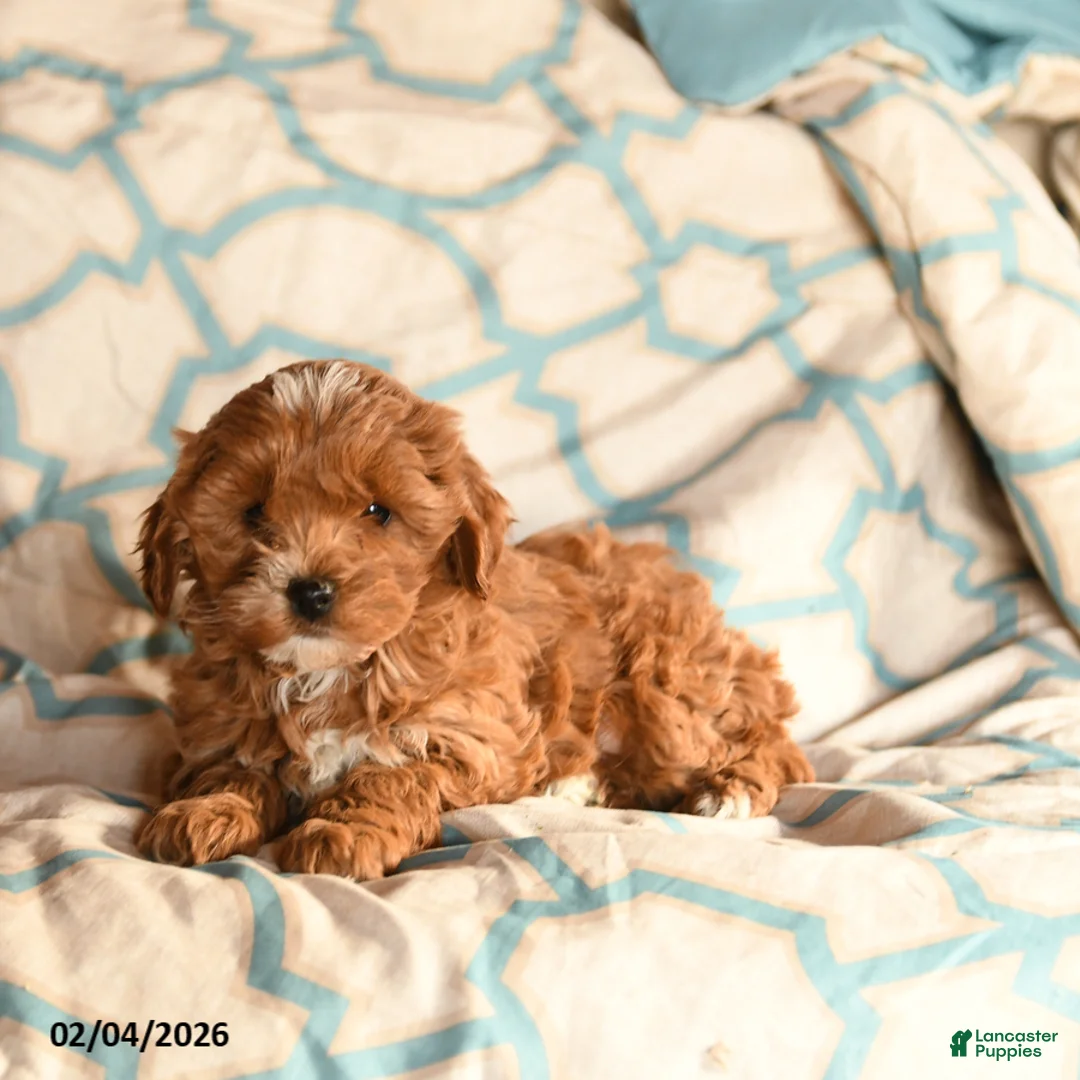 Cockapoo dogs for sale: Mindy - Ad 2