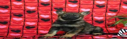 German Shepherd dogs for sale: Queeny - Ad 3