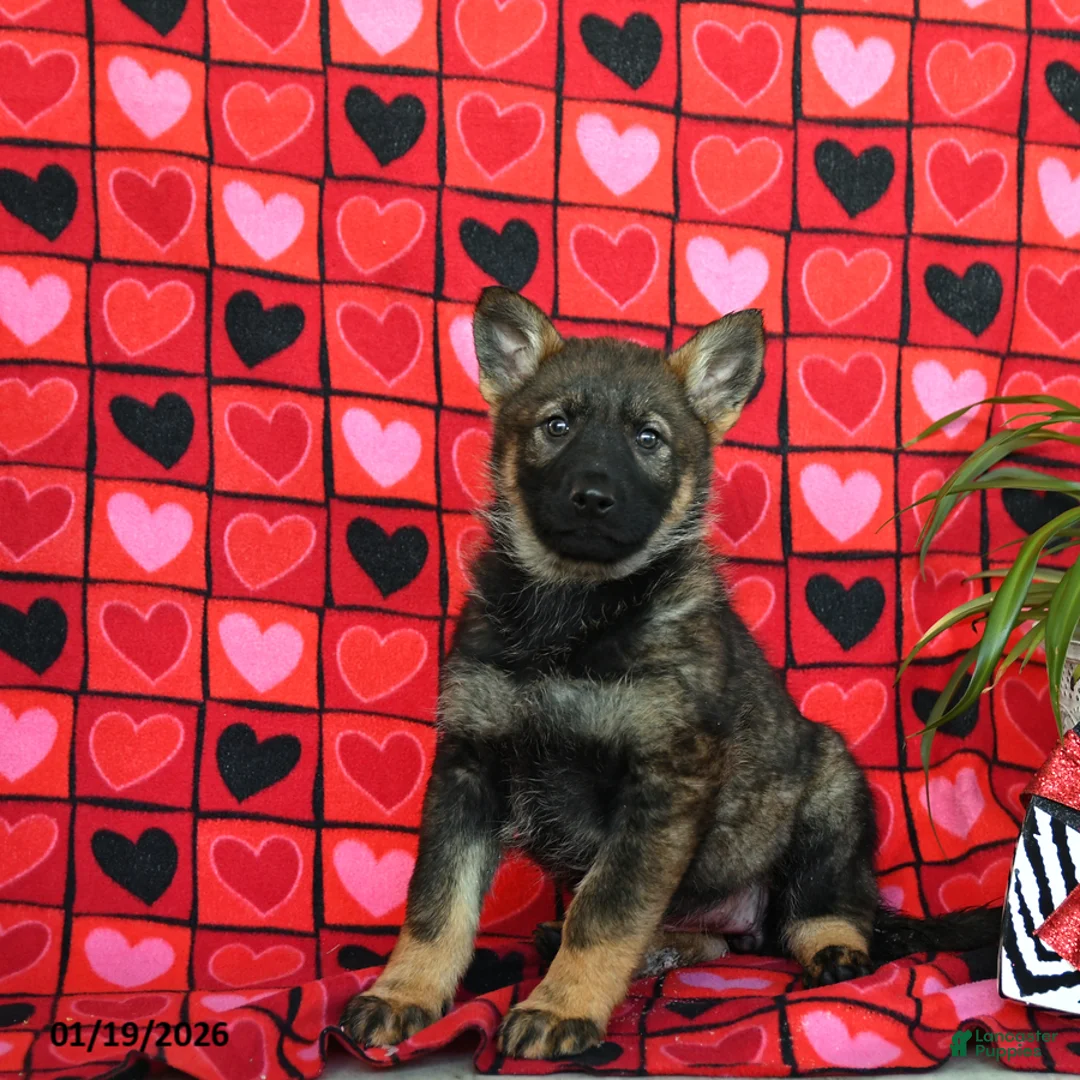 German Shepherd dogs for sale: Queeny - Ad 3