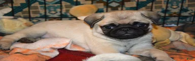 Pug Puppy 4