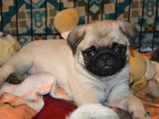 Pug dogs for sale: Pug Puppy 4 - Ad 4