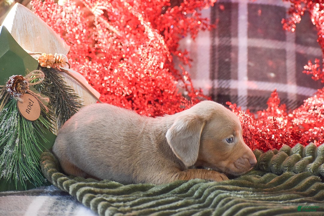 Dachshund dogs for sale: Frosty - Ad 4