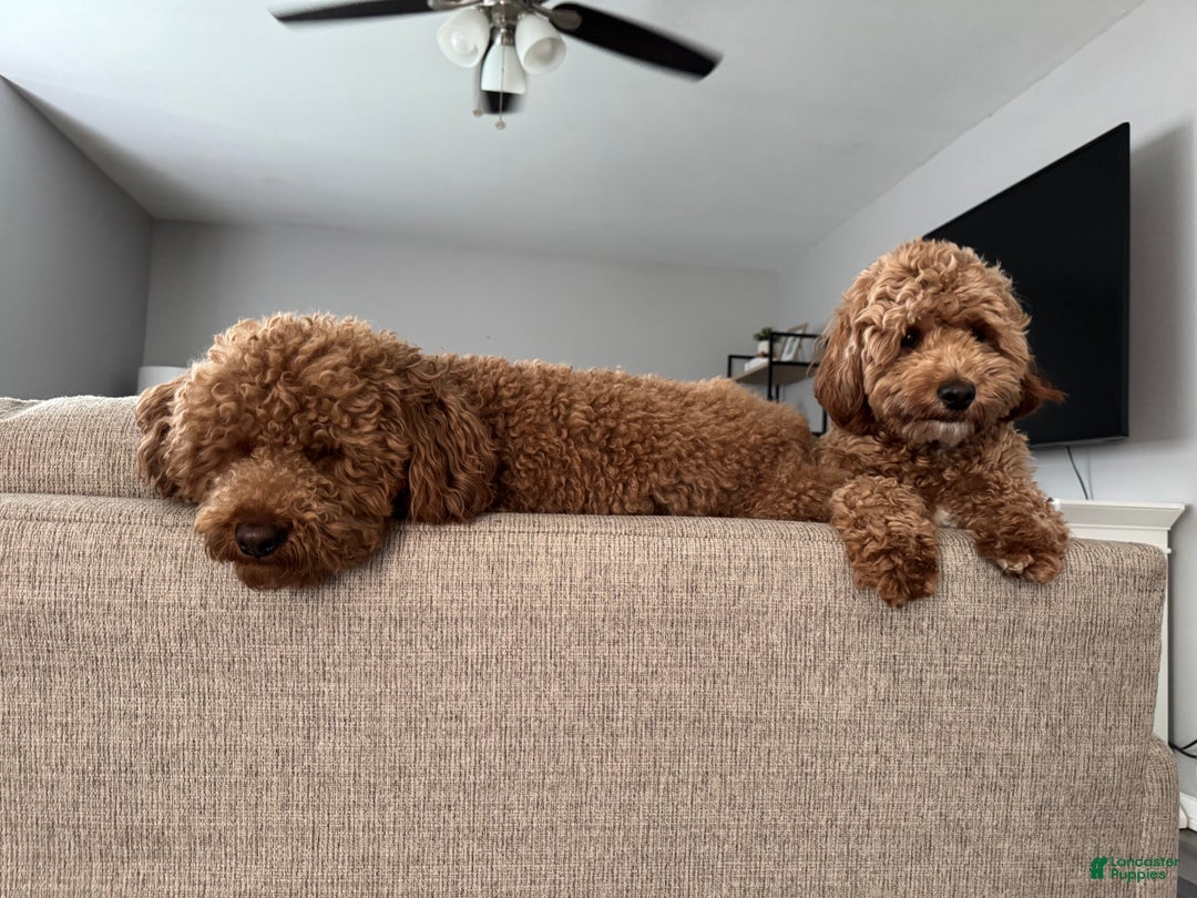 Mini Goldendoodle dogs for sale: Mini Goldendoodle Puppy 6 - Ad 3