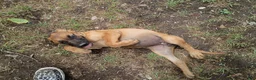 Mixed Breed dogs for sale: Louise - Ad 3