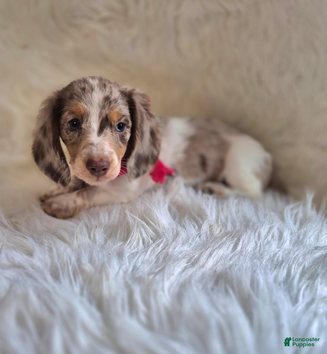 Miniature Dachshund dogs for sale: Benson - Ad 8