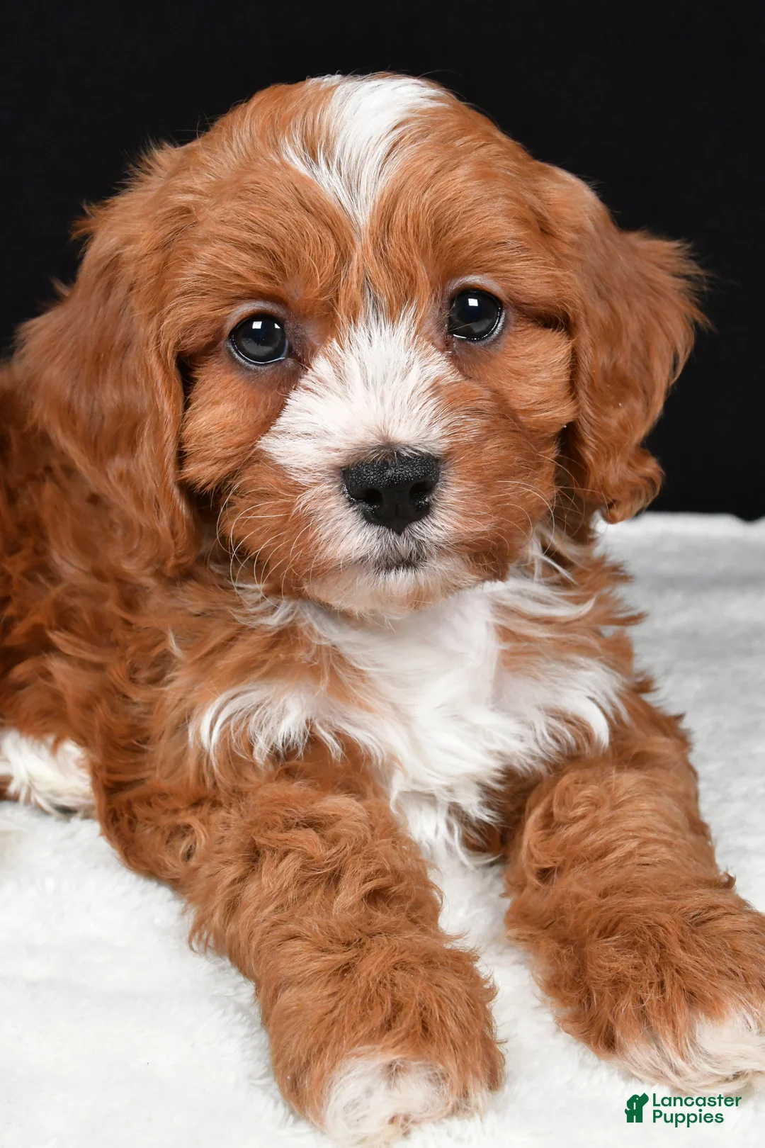 Cavapoo dogs for sale: Kim - Ad 9