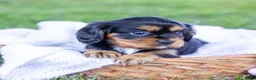 Cavalier King Charles Spaniel dogs for sale: Butch - Ad 7