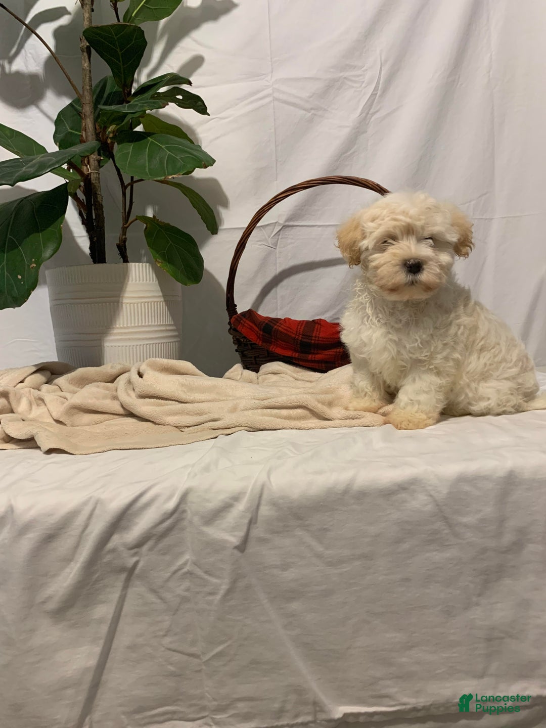 Havanese dogs for sale: Willow - Ad 6