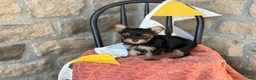 Yorkshire Terrier dogs for sale: Bitsy - Ad 7