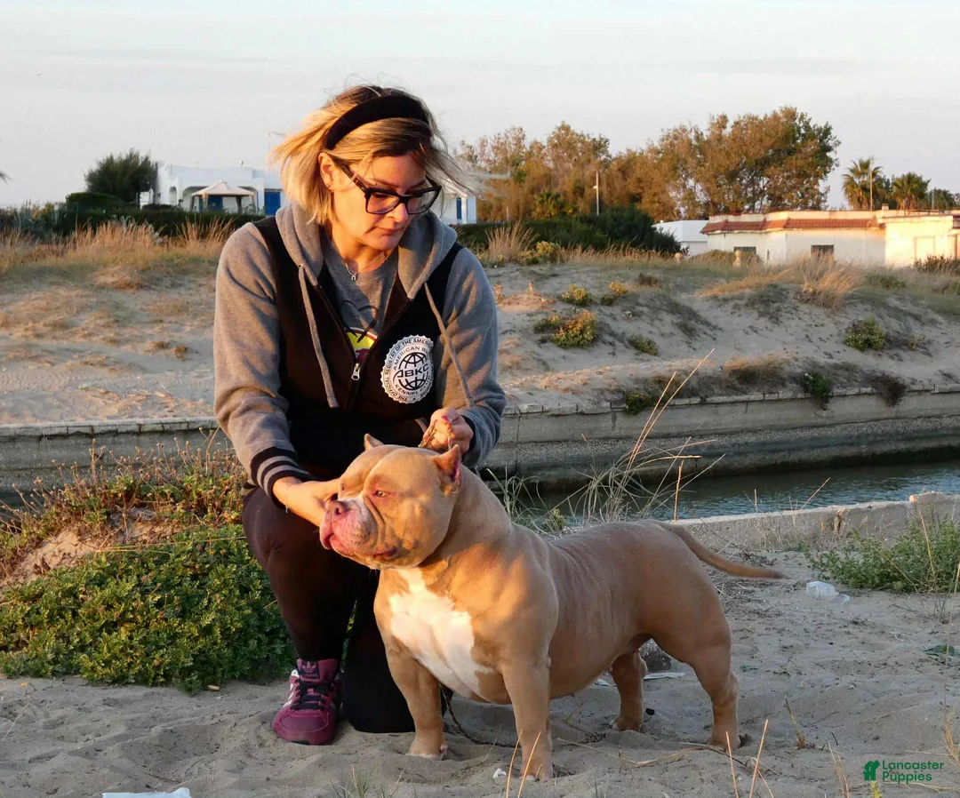 American Bully dogs for sale: American Bully Male Puppy  - Ad 3