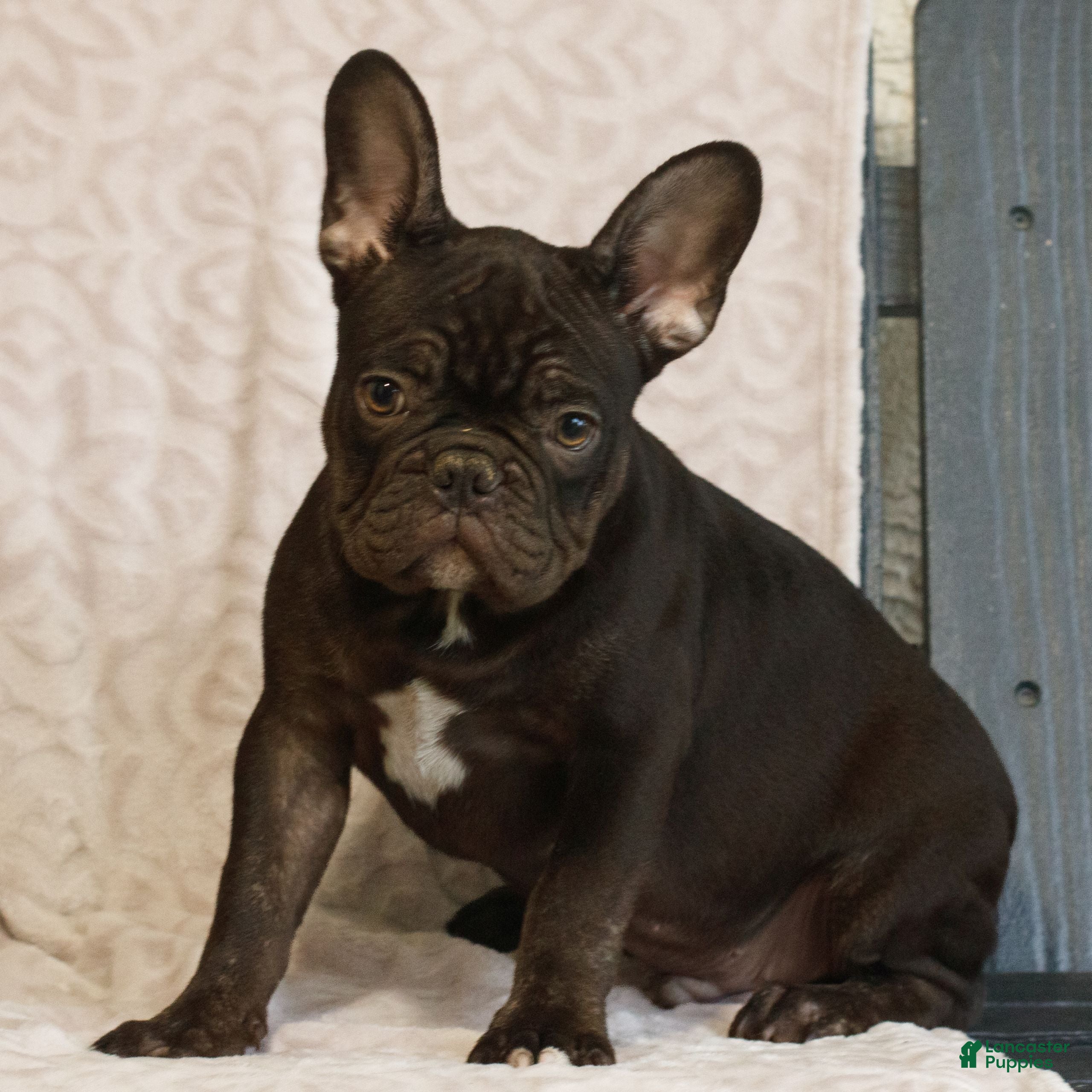 French Bulldog dogs for sale: Caleb  - Ad 2