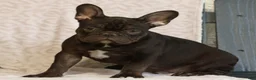French Bulldog dogs for sale: Caleb  - Ad 2