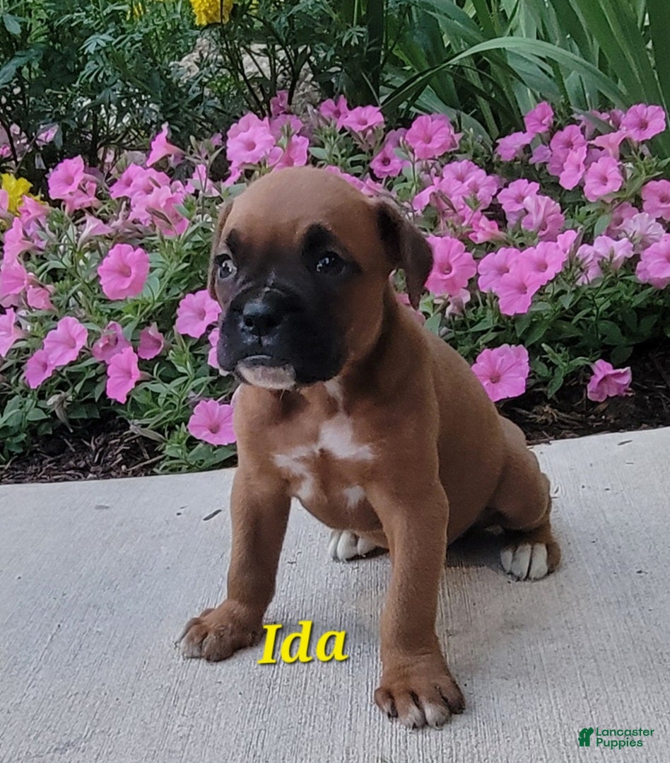 Boxer dogs Ida - Ad 2
