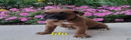 Boxer dogs for sale: Ida - Ad 2