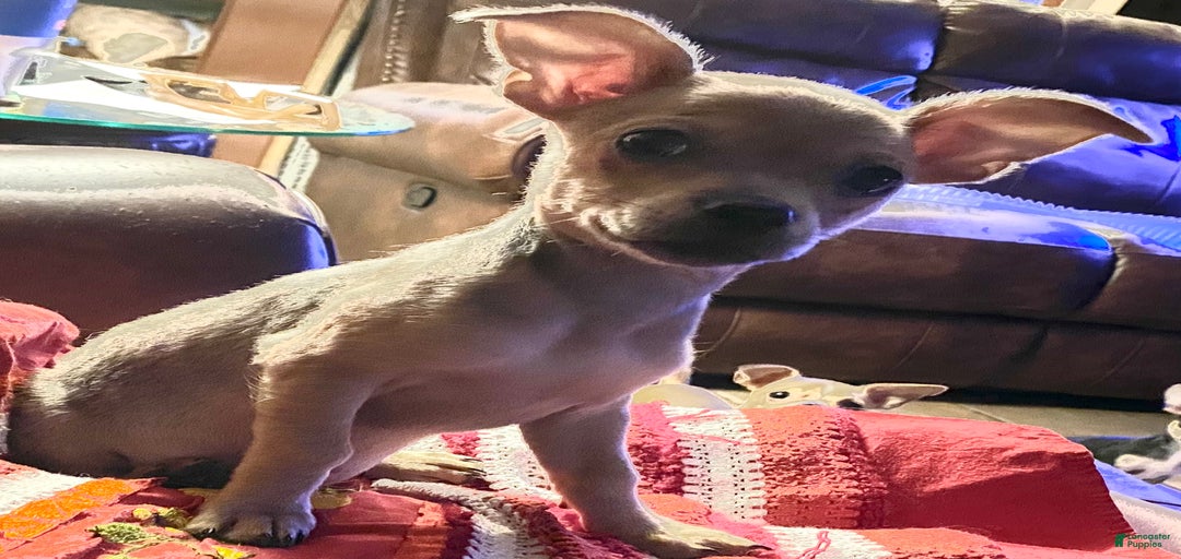 Gallery Image {{count}}