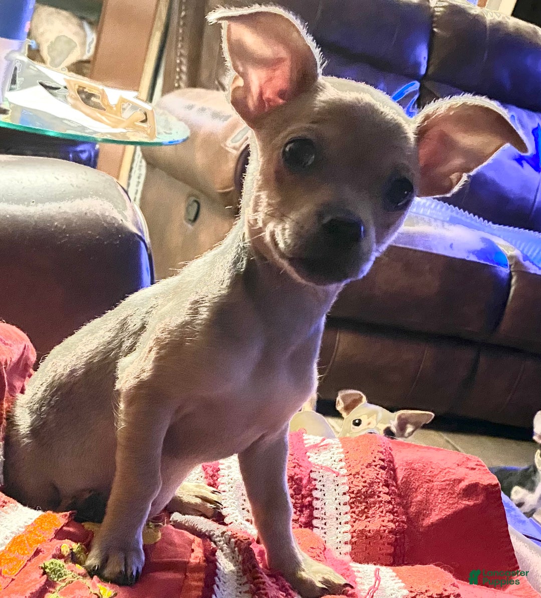 Gallery Image {{count}}