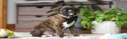 Boxer dogs for sale: Bear - Ad 6