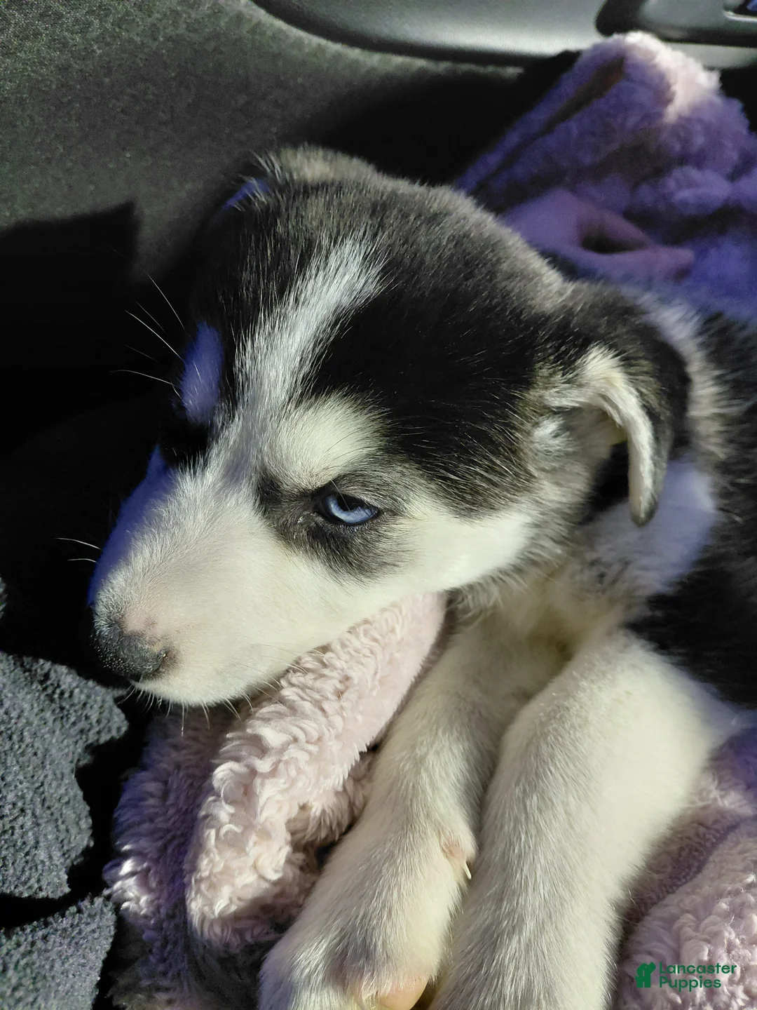 Siberian Husky dogs for sale: Siberian Husky Puppy 1 - Ad 4