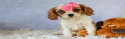 Cavalier King Charles Spaniel dogs for sale:   Nellie🌸 - Ad 3
