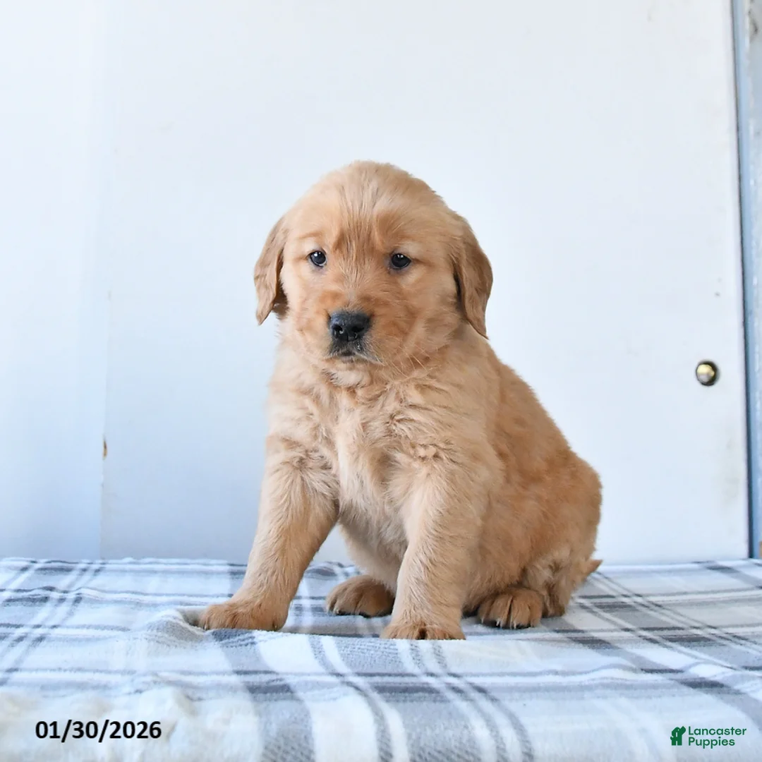 Golden Retriever dogs for sale: Ruby - Ad 3
