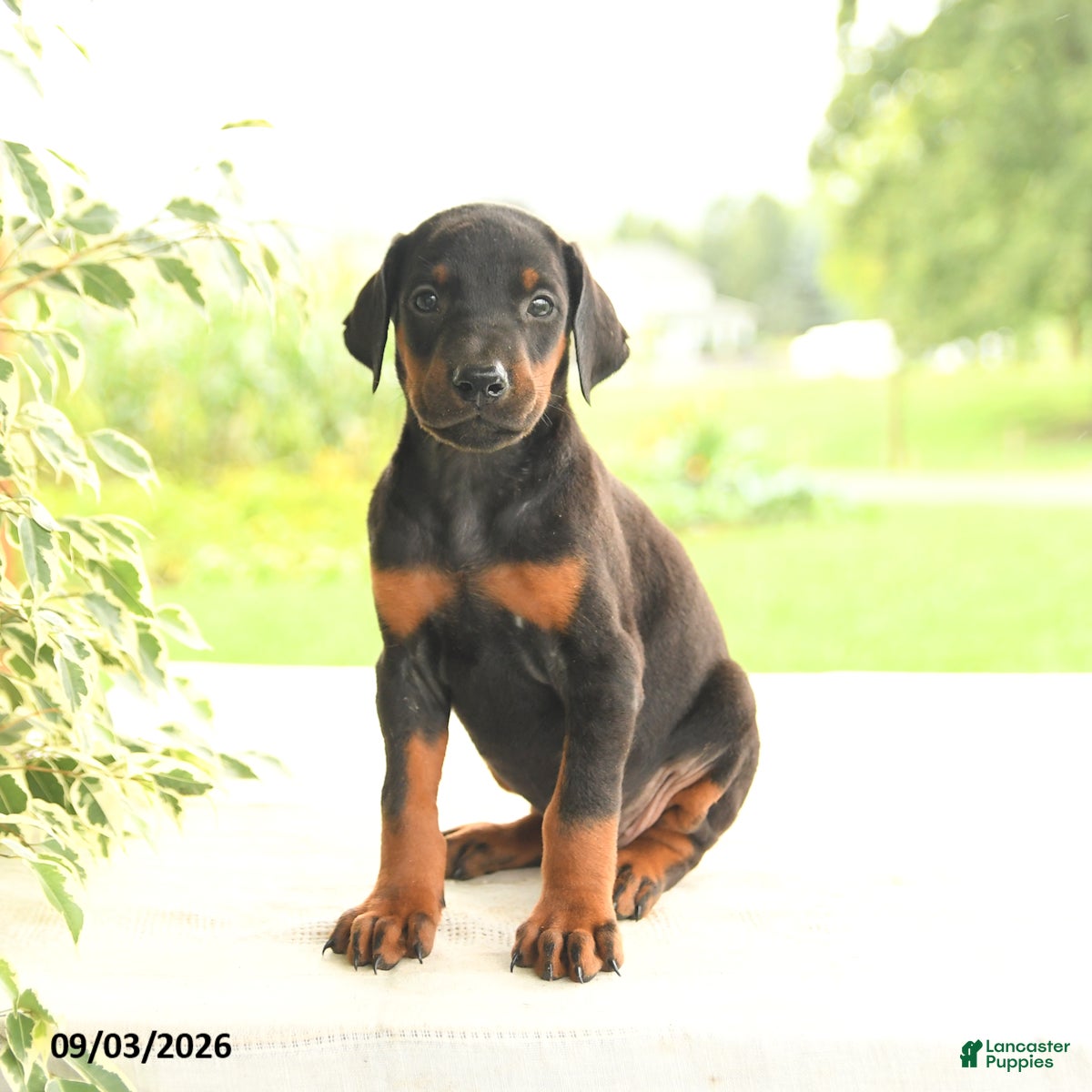 Doberman Pinscher dogs Autumn - Ad 2