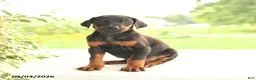 Doberman Pinscher dogs for sale: Autumn - Ad 2
