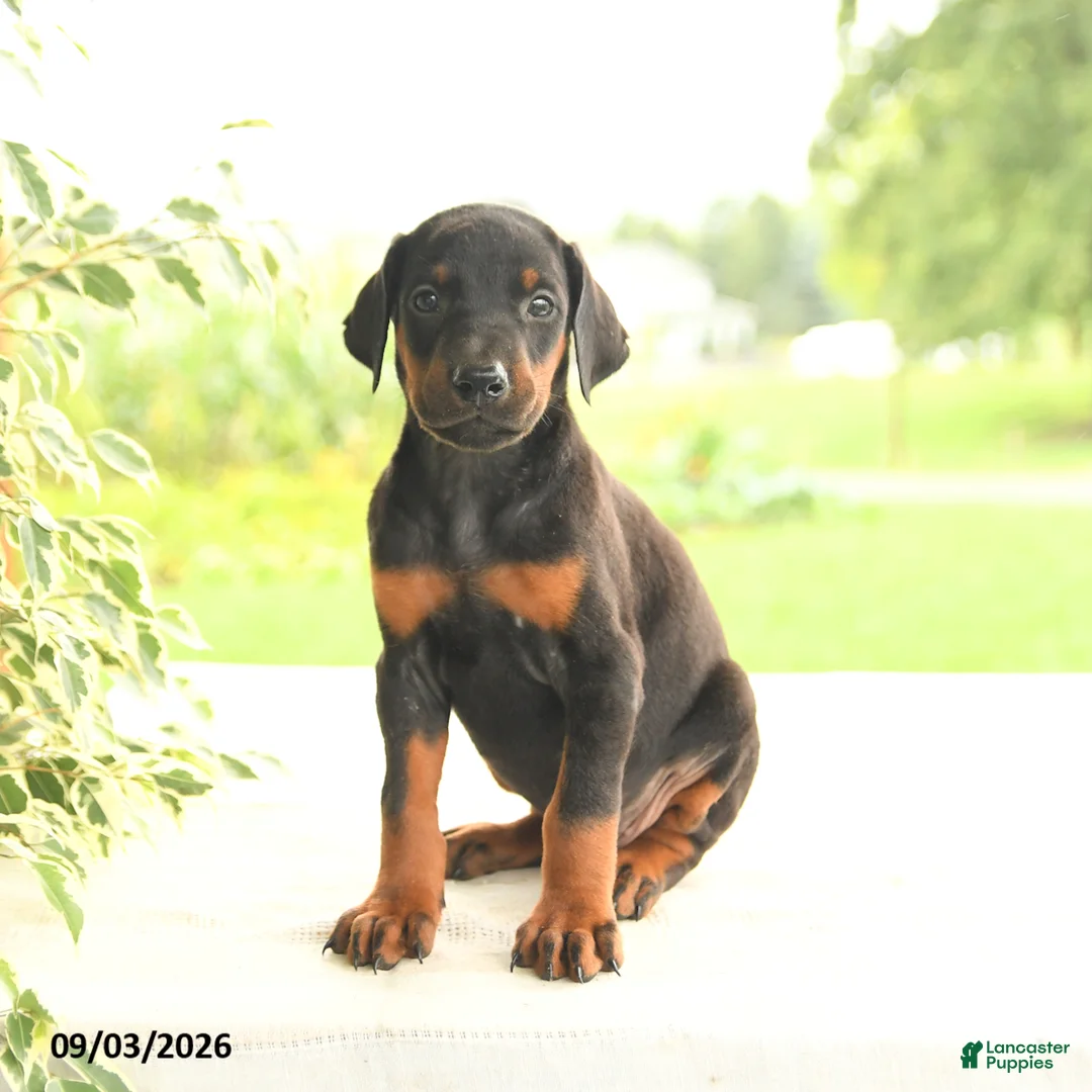 Doberman Pinscher dogs for sale: Autumn - Ad 2